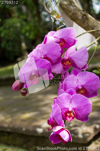 Image of Beautiful exotic Phalaenopsis orchids