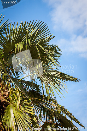 Image of Tropical green palm trees in Bali, Indonesia