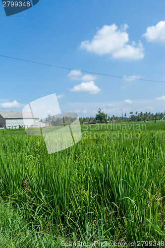 Image of Lush green terraced farmland in Bali