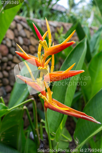 Image of Colorful orange tropical strelitzia flowers