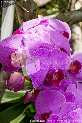 Image of Beautiful exotic Phalaenopsis orchids