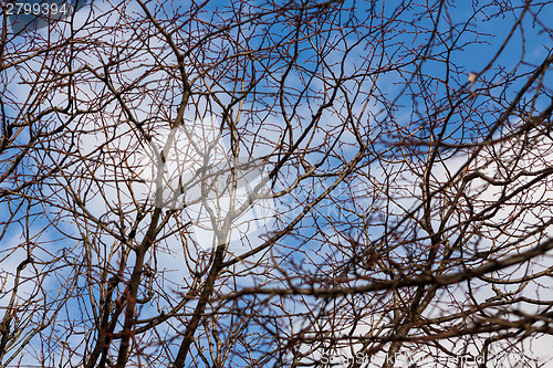 Image of Tracery of leafless branches against a blue sky