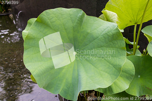 Image of Beautiful fragrant pink water lily