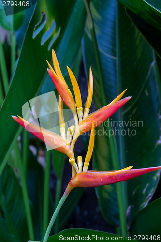 Image of Colorful orange tropical strelitzia flowers