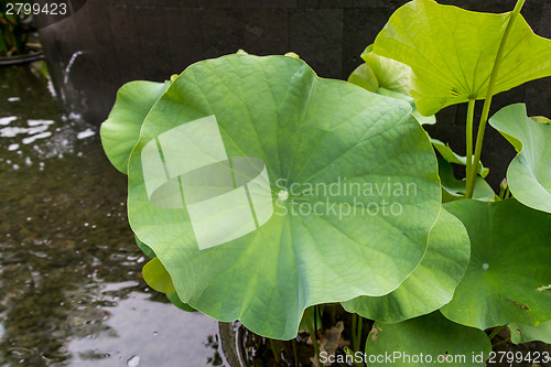 Image of Beautiful fragrant pink water lily