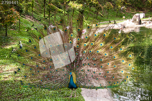 Image of Peacock in a mating display