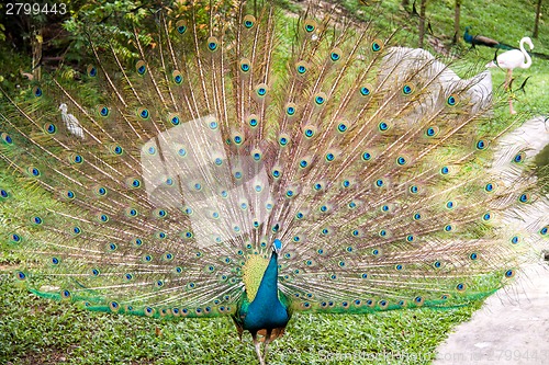 Image of Peacock in a mating display