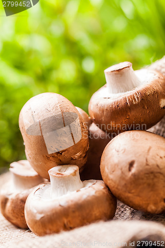 Image of Fresh brown Agaricus mushrooms