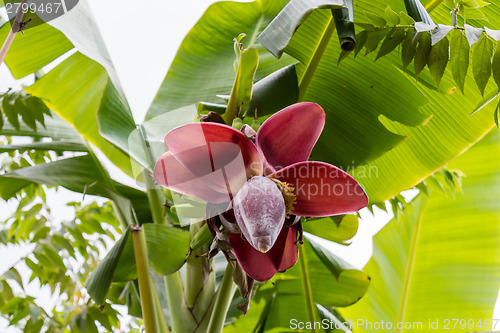 Image of View from below of growing bananas or plantains