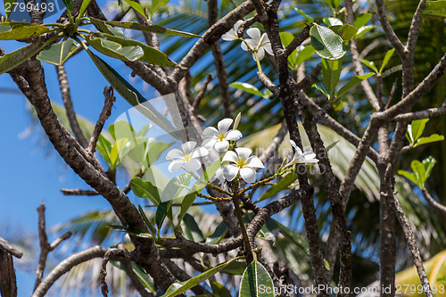 Image of Frangipani flowers on the tree