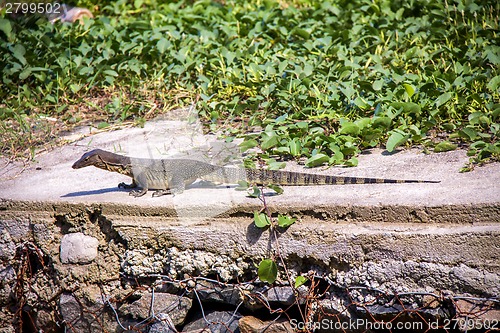 Image of Small monitor lizard sunning on a ledge