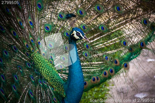 Image of Peacock in a mating display