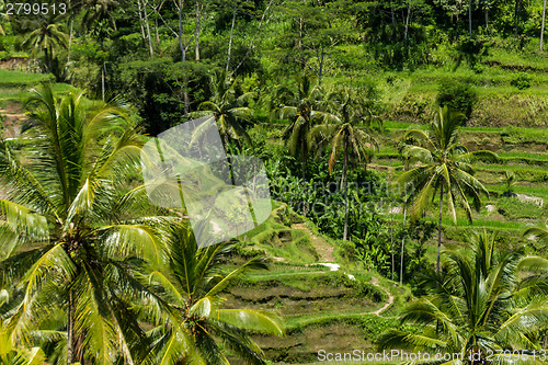 Image of Lush green terraced farmland in Bali