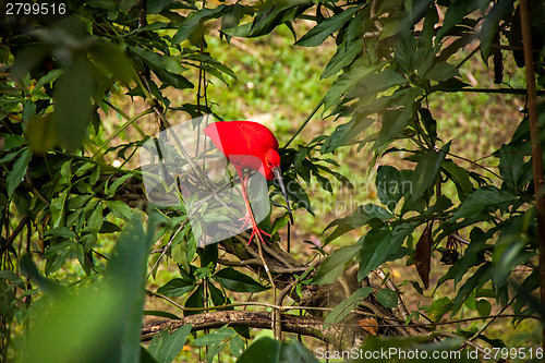 Image of Red ibis in lush greenery