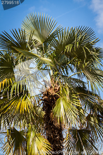 Image of Tropical green palm trees in Bali, Indonesia