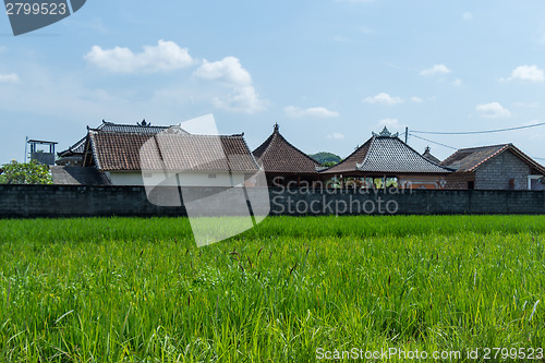 Image of Lush green terraced farmland in Bali