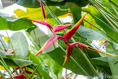 Image of Colorful orange tropical strelitzia flowers