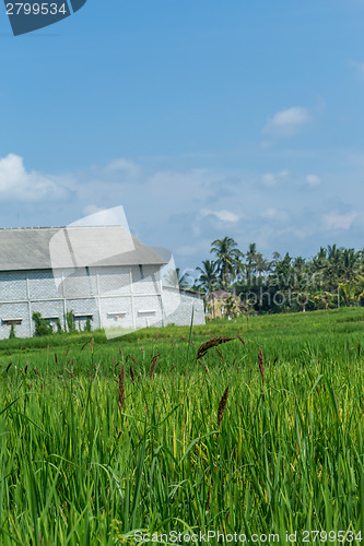 Image of Lush green terraced farmland in Bali