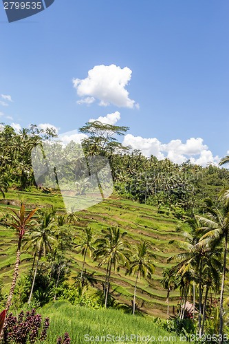 Image of Lush green terraced farmland in Bali