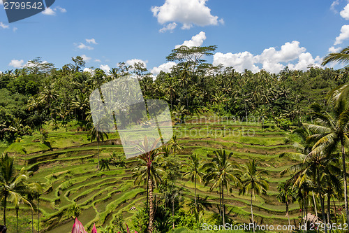 Image of Lush green terraced farmland in Bali