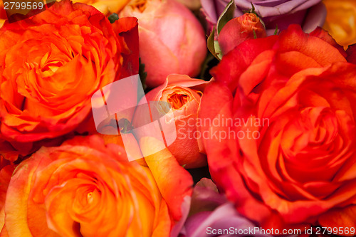 Image of Bunches of colorful roses