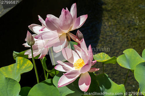 Image of Beautiful fragrant pink water lily