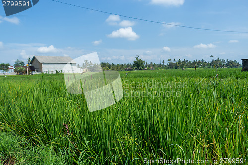 Image of Lush green terraced farmland in Bali