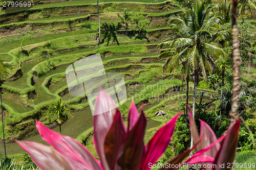 Image of Lush green terraced farmland in Bali