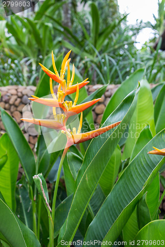 Image of Colorful orange tropical strelitzia flowers
