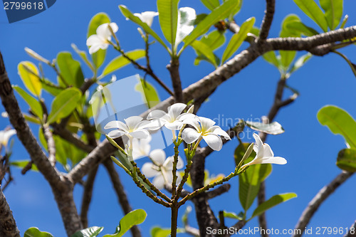Image of Frangipani flowers on the tree