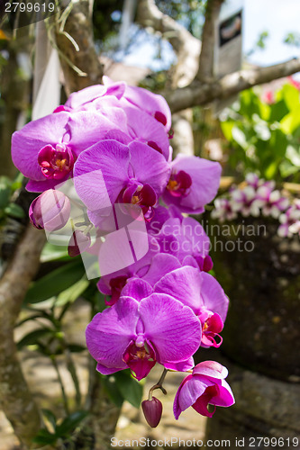 Image of Beautiful exotic Phalaenopsis orchids