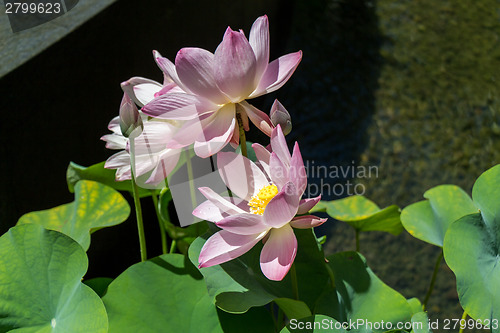 Image of Beautiful fragrant pink water lily