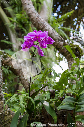 Image of Beautiful exotic Phalaenopsis orchids