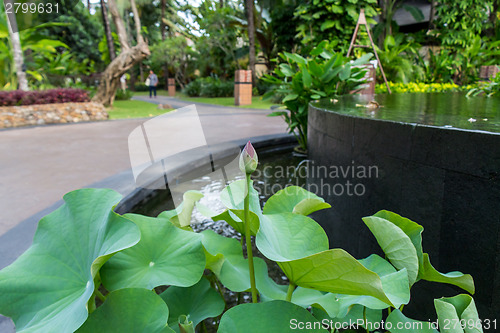 Image of Beautiful fragrant pink water lily