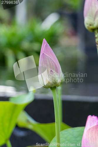 Image of Beautiful fragrant pink water lily