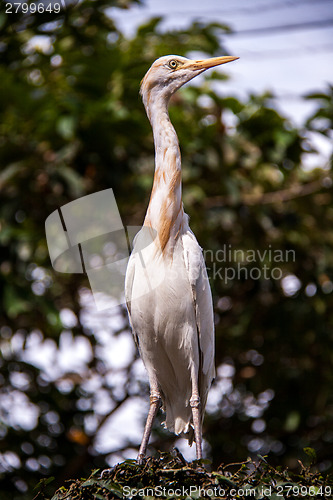 Image of Egret nesting