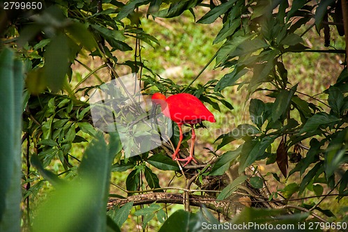 Image of Red ibis in lush greenery