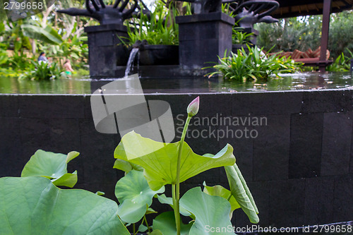 Image of Beautiful fragrant pink water lily