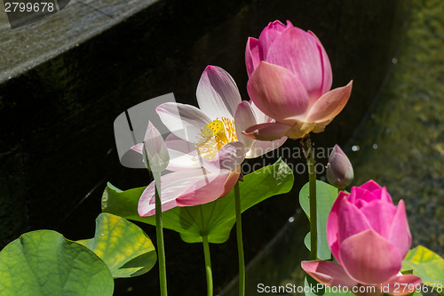 Image of Beautiful fragrant pink water lily