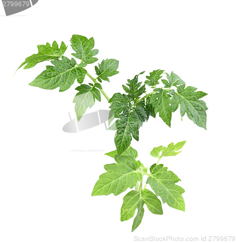 Image of Sprout with green leaf of tomato