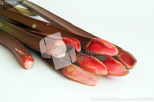 Image of rhubarb