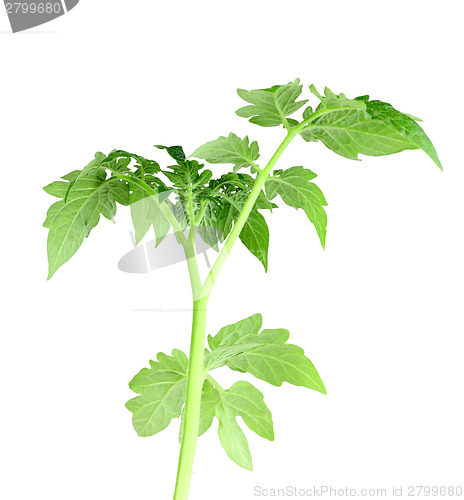 Image of Green leaf of tomato