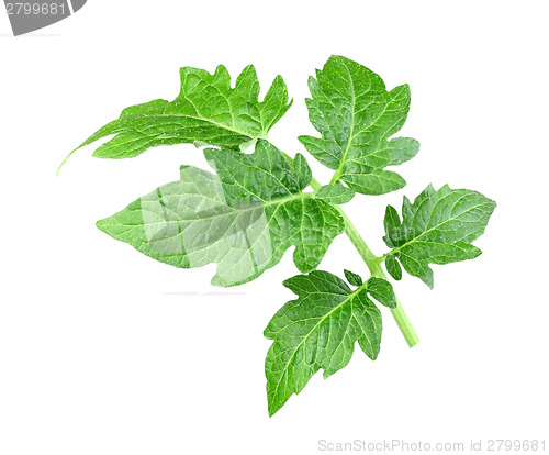 Image of Single a green leaf of tomato