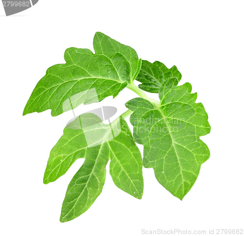 Image of Leaf of tomato