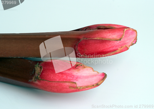 Image of rhubarb