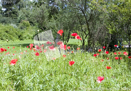 Image of poppy flowers