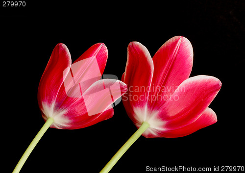 Image of Red Tulips
