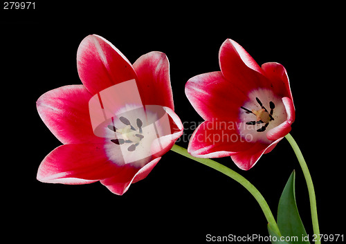 Image of Red tulips