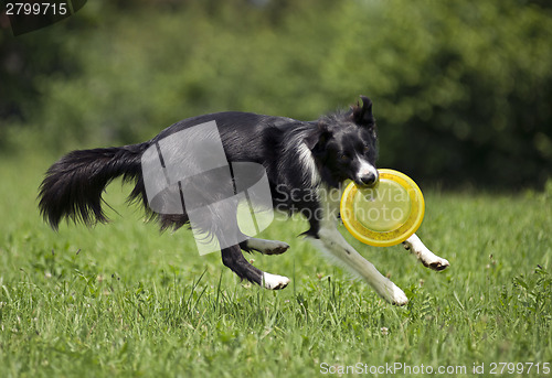 Image of Dog frisbee