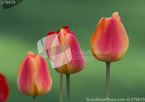 Image of Red tulips